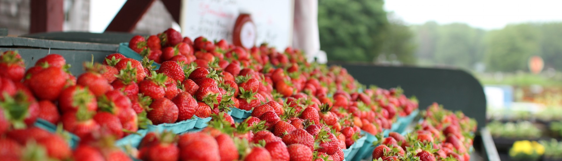 Strawberries