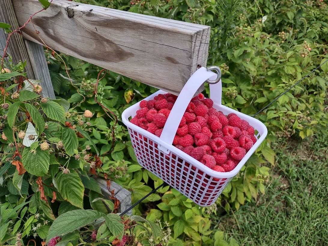 This image has an empty alt attribute; its file name is Raspberry-Bucket-1-1.jpg